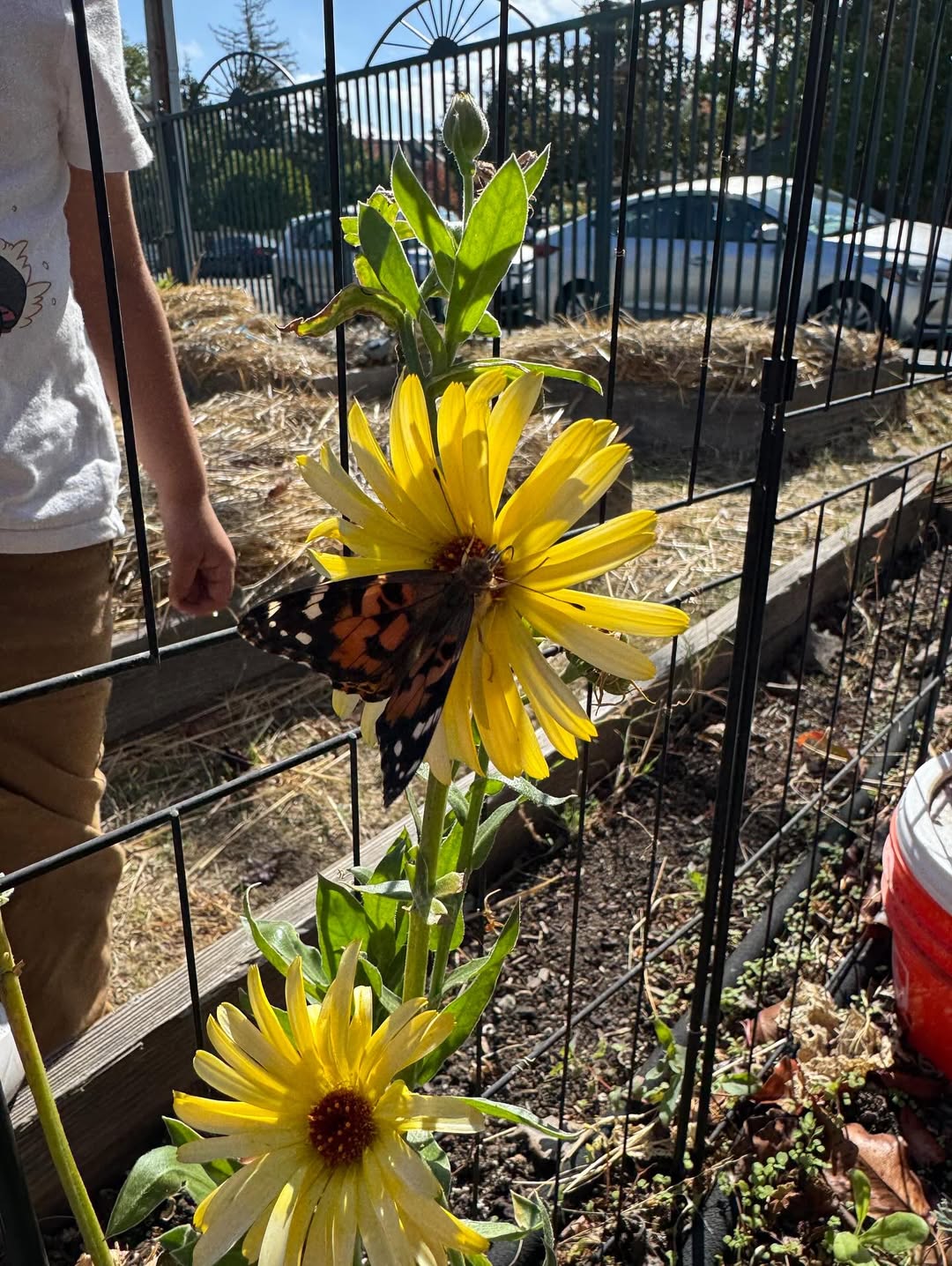 Instagram post: Butterfly release today at Village ☀