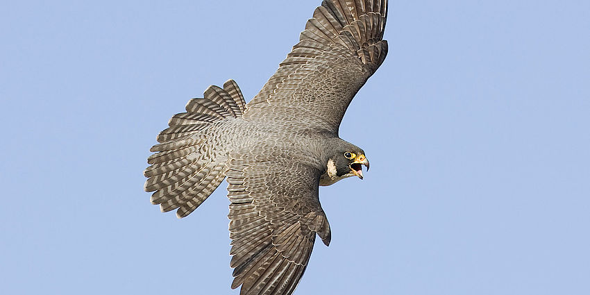 mother falcon flies over San Jose California
