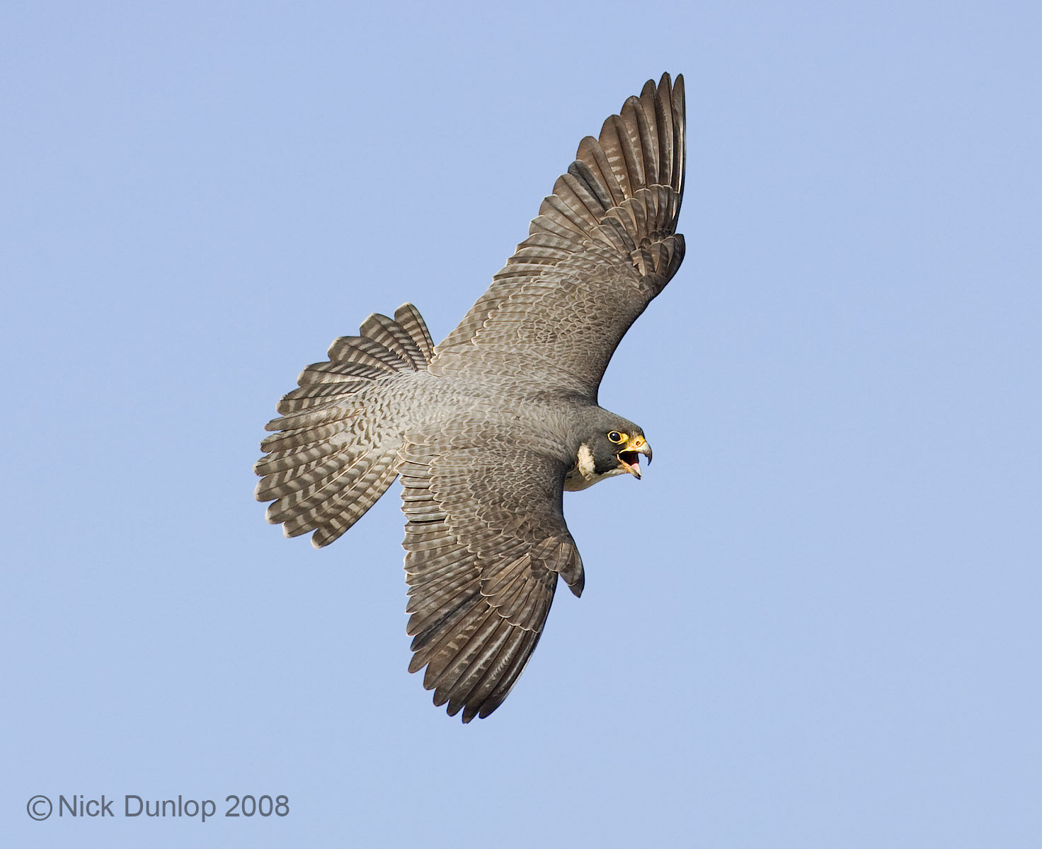 mother falcon flies over San Jose California